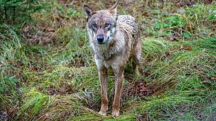 Ein Jungwolf - hier in einem Gehege des Nationalparkzentrums Falkenstein. (Symbolfoto)