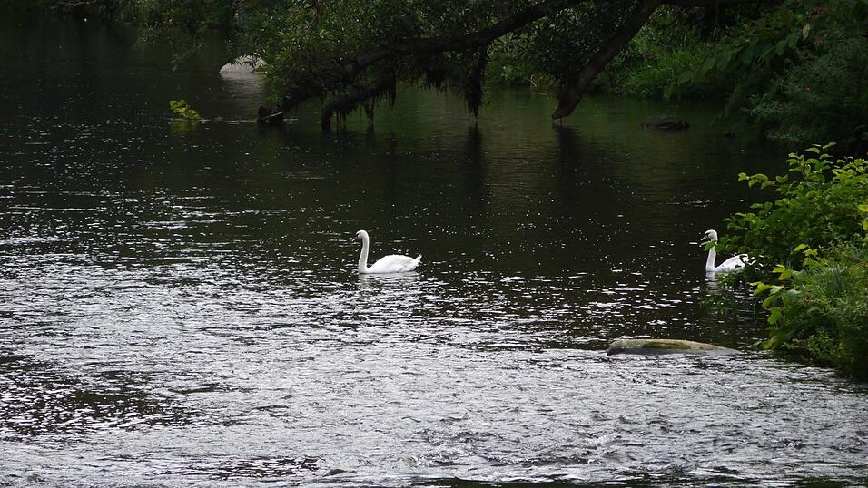 Wunderschönes Ausflugsziel in Passau: die Halser Ilzschleifen. Wunderschönes Ausflugsziel in Passau: die Halser Ilzschleifen.