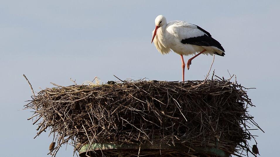 Viele St&ouml;rche &uuml;berwinterten inzwischen hierzulande. (Archivbild)