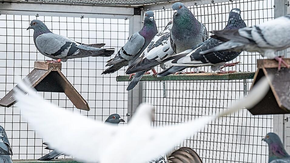 Hochzeitstauben haben oft einen schlechteren Orientierungssinn als ihre grau gefiederten Artgenossen.
