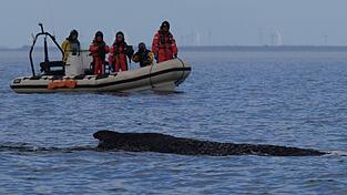 Wo der Wal aktuell genau ist, ist nicht bekannt.