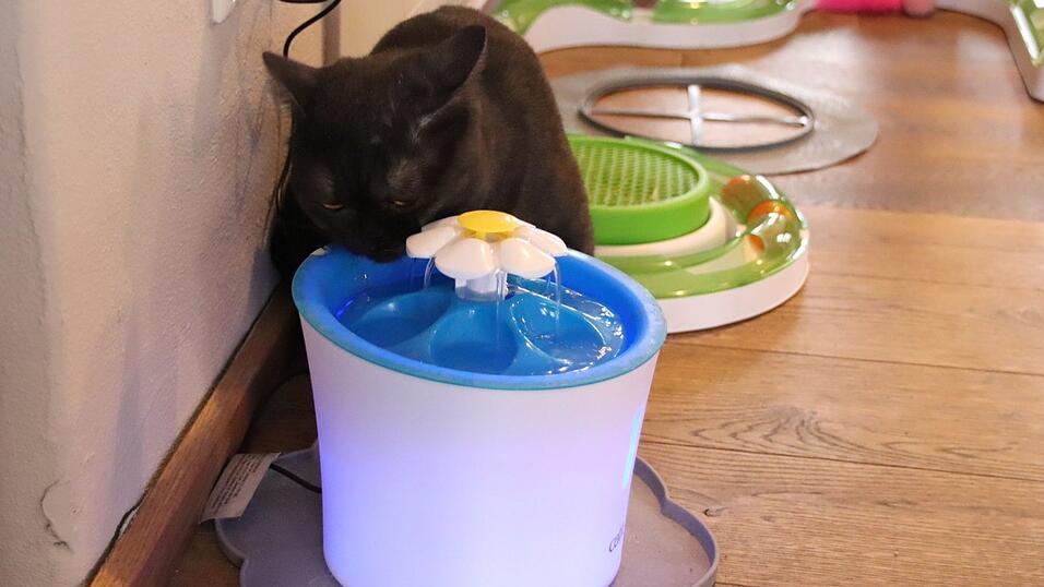 'Kaffee trinken mit Katzen' - das Regensburger Katzencaf&eacute; in der Oberm&uuml;nsterstra&szlig;e hat am 16. Januar er&ouml;ffnet.