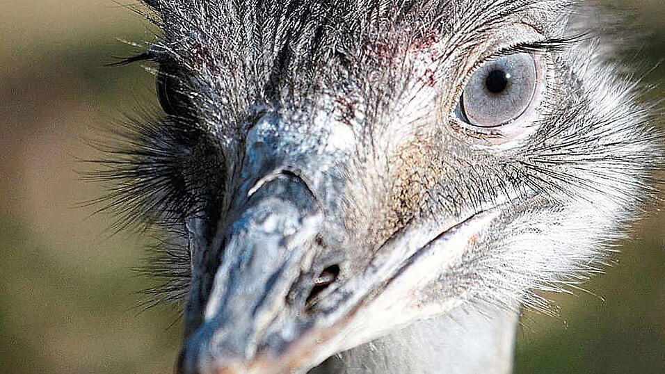 Ein Nandu im Hofgarten-Tiergehege hat am Neujahrstag einen Handschuh verschluckt - ihm geht es aber offenbar nach wie vor gut.