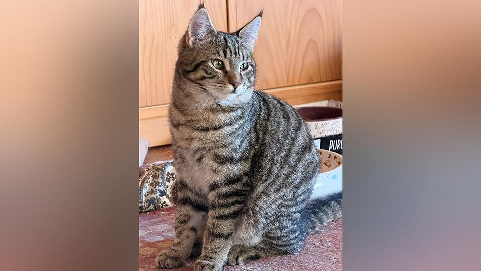 Kater Franz wurde kastriert. Eine Frau, die eine schwere Trennung erlebte, bezahlte den Eingriff. Kater Franz wurde kastriert. Eine Frau, die eine schwere Trennung erlebte, bezahlte den Eingriff.