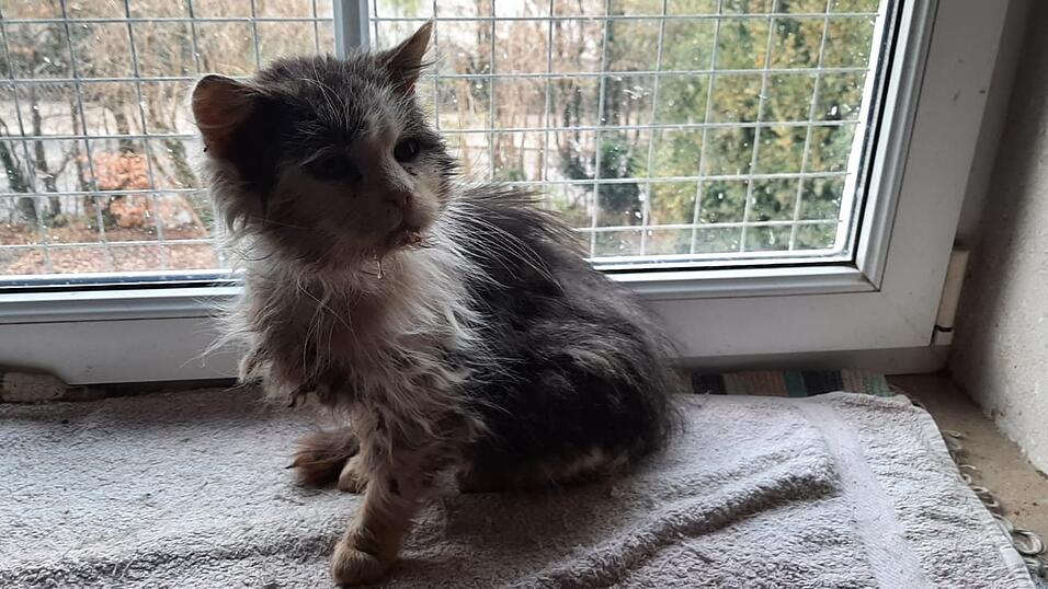 Streunerkatzen k&auml;mpfen oft mit Krankheiten.