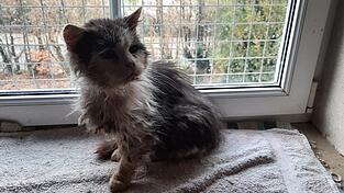 Streunerkatzen kämpfen oft mit Krankheiten.