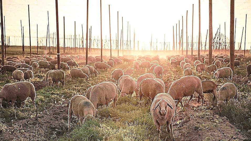 Schafe grasen in einem Hopfengarten. Ein aktuelles Forschungsprojekt untersucht die Auswirkungen der Beweidung als Bewirtschaftungsform auf die B&ouml;den.
