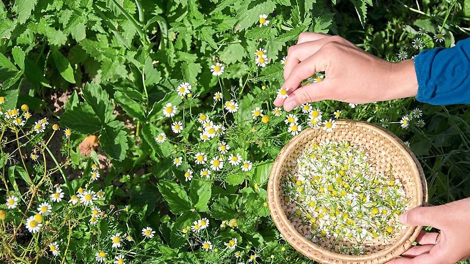 Gegen (fast) alles ist ein Kraut gewachsen. Gegen (fast) alles ist ein Kraut gewachsen.