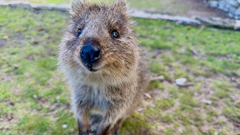 Mit ihrer süßen Mimik sind Quokkas zu Internet-Stars geworden.