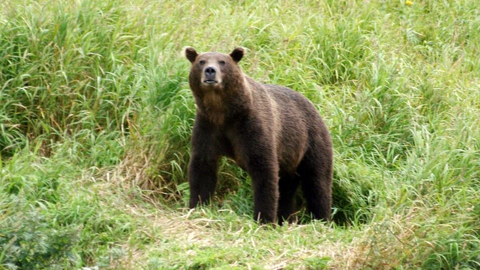 Braunbären sind in vielen Teilen Russlands verbreitet. (Archivbild) Braunbären sind in vielen Teilen Russlands verbreitet. (Archivbild)