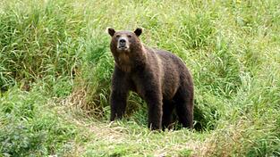 Braunbären sind in vielen Teilen Russlands verbreitet. (Archivbild) Braunbären sind in vielen Teilen Russlands verbreitet. (Archivbild)