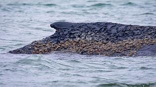 Der Wal ist weiterhin gestrandet.