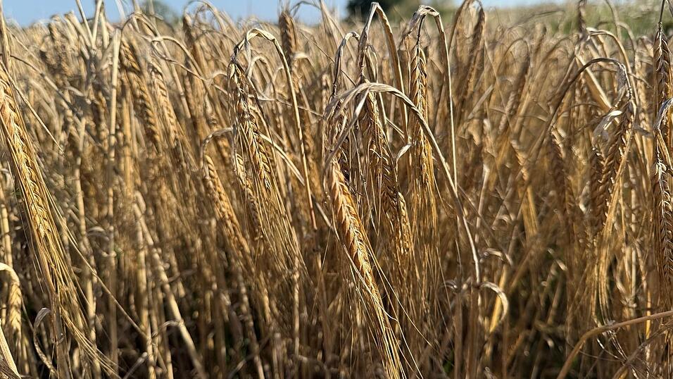 Die Anbaufläche für Sommergerste hat in Bayern ein Tief erreicht. (Symbolbild) Die Anbaufläche für Sommergerste hat in Bayern ein Tief erreicht. (Symbolbild)