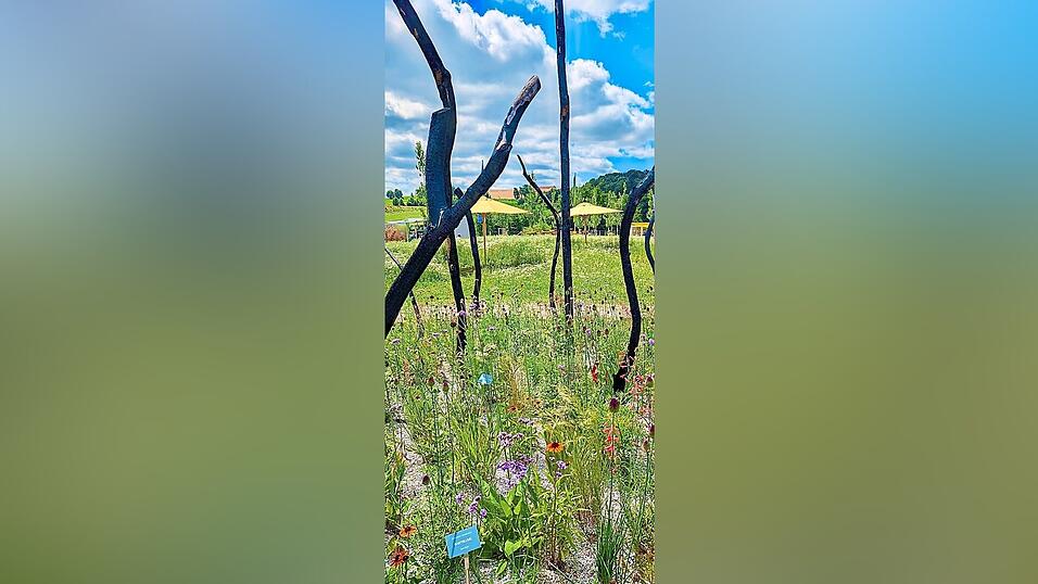 Harter Kontrast von Stephanie Kolbeck: Verkohltes in einer Bl&uuml;hwiese.