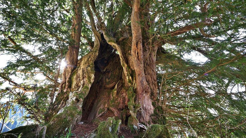 Der Stamm der uralten Eibe ist ein regelrechtes Monument mit Spalten, W&uuml;lsten und L&ouml;chern.