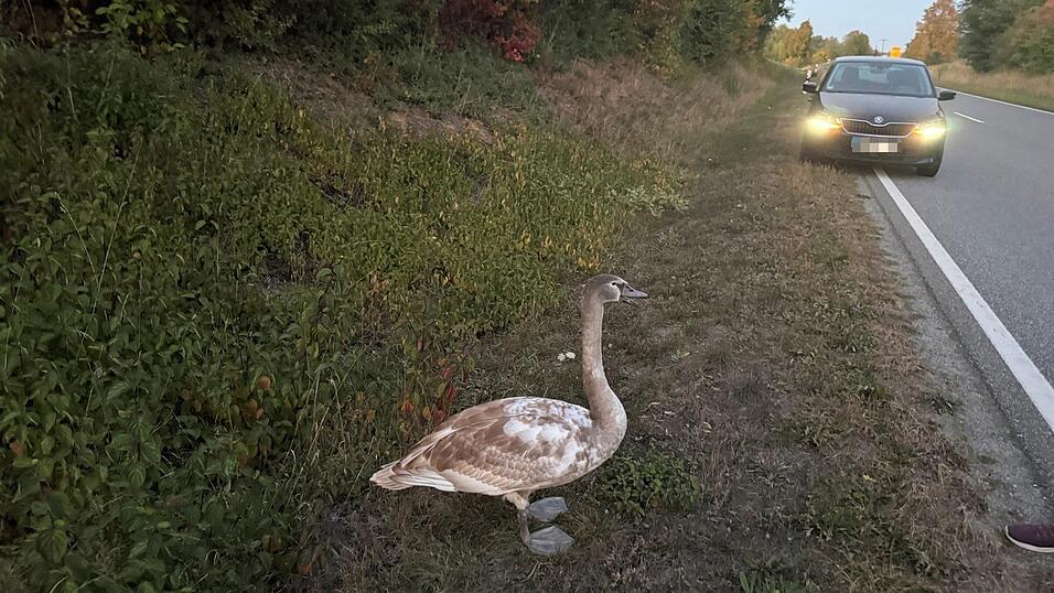 Umsichtige Verkehrsteilnehmer lotsten den Schwan auf den Grünstreifen. Umsichtige Verkehrsteilnehmer lotsten den Schwan auf den Grünstreifen.