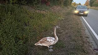 Umsichtige Verkehrsteilnehmer lotsten den Schwan auf den Grünstreifen. Umsichtige Verkehrsteilnehmer lotsten den Schwan auf den Grünstreifen.
