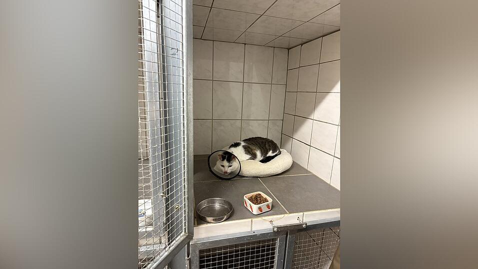 L&ouml;ffel kam mit Hundeangriffsverletzungen ins Tierheim und erholt sich momentan in einem Quarant&auml;nek&auml;fig.