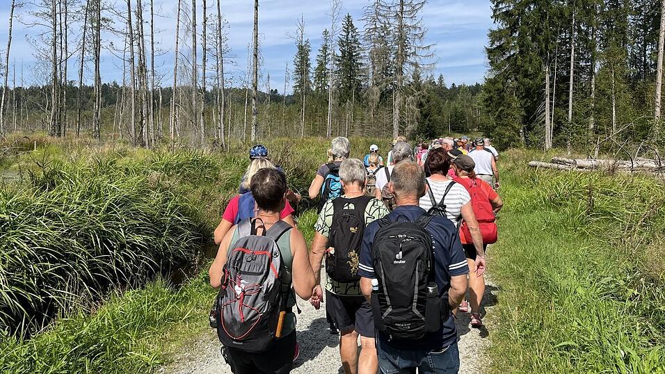 Beim Single-Wandern können sich die Teilnehmer in der Natur ungezwungen kennenlernen - wie hier im Nationalpark Bayerischer Wald bei Riedlhütte. Beim Single-Wandern können sich die Teilnehmer in der Natur ungezwungen kennenlernen - wie hier im Nationalpark Bayerischer Wald bei Riedlhütte.