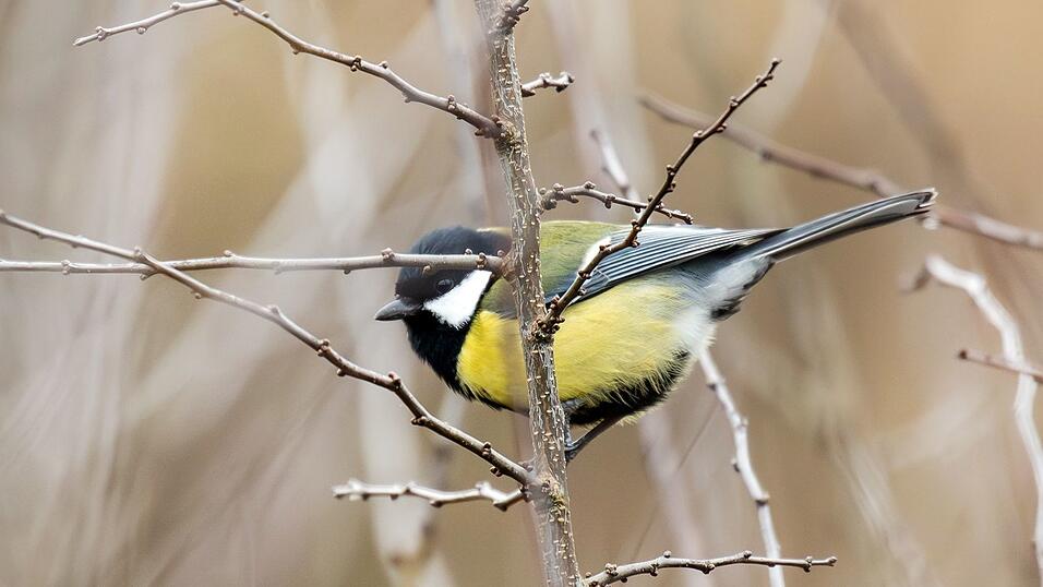 In Gärten und Parks lassen sich im Winter oft Kohlmeisen beobachten. (Symbolbild) In Gärten und Parks lassen sich im Winter oft Kohlmeisen beobachten. (Symbolbild)