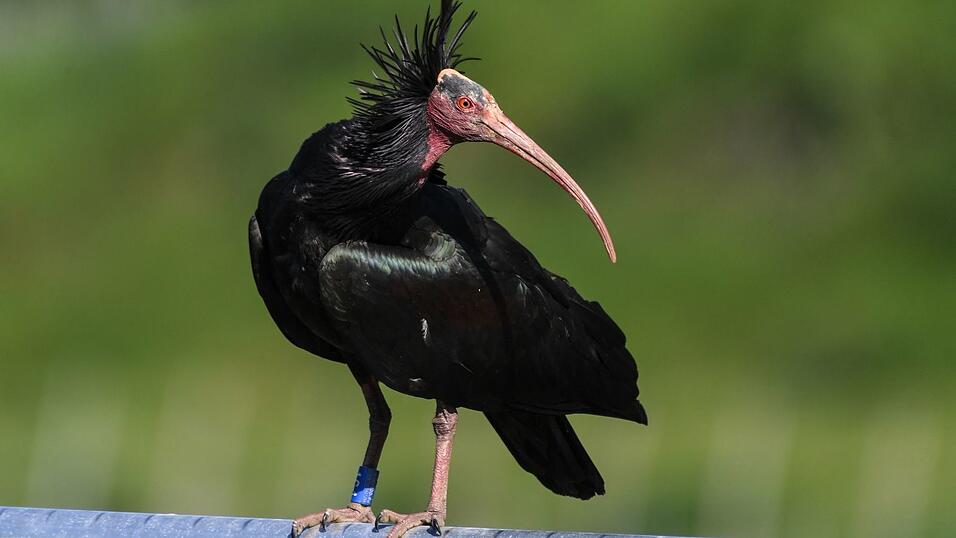 Der Waldrapp gilt laut Roter Liste der bedrohten Arten als stark gefährdet. (Archivbild) Der Waldrapp gilt laut Roter Liste der bedrohten Arten als stark gefährdet. (Archivbild)