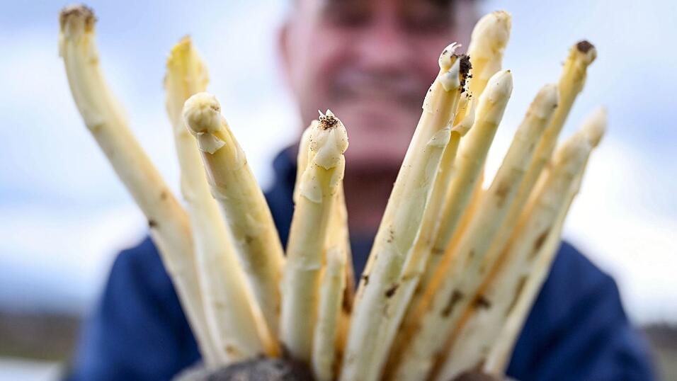 Zum Ende der Saison liegen die Preise für weißen Spargel aus Deutschland wieder über den saisonalen Tiefpreisen. (Archivbild) Zum Ende der Saison liegen die Preise für weißen Spargel aus Deutschland wieder über den saisonalen Tiefpreisen. (Archivbild)