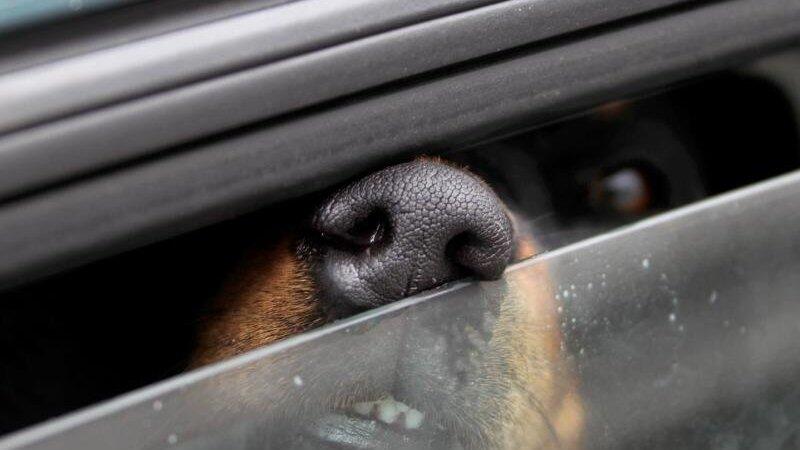 Die Polizei appelliert an alle Hundehalter, bei der aktuellen Hitze keine Tiere im Auto zu lassen. (Symbolbild)