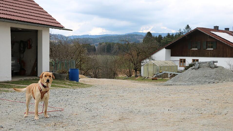 H&uuml;ndin Luna gibt ihr Bestes, um den Hof immer im Blick zu behalten.