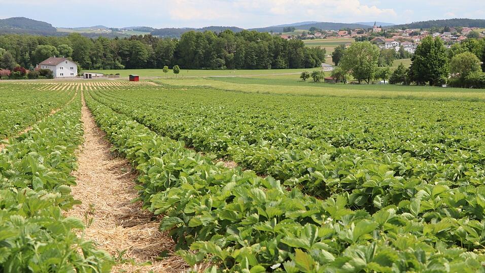 Auf den Erdbeerfeldern der Region herrscht teilweise gähnende Leere - und das trotz fabelhaften Sommerwetters. Auf den Erdbeerfeldern der Region herrscht teilweise gähnende Leere - und das trotz fabelhaften Sommerwetters.
