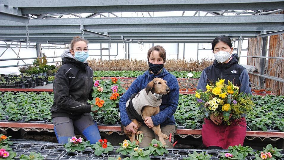 Trotz Ladenschließung ist das Team der Mühlbachgärtnerei fleißig. Im Bild zu sehen sind die Gärtnermeisterin Sandra Osterloher (Mitte) mit Gärtnerei-Hündin Babu und die beiden Auszubildenden Sophie Linseisen (l.) und Akari Takeda. Trotz Ladenschließung ist das Team der Mühlbachgärtnerei fleißig. Im Bild zu sehen sind die Gärtnermeisterin Sandra Osterloher (Mitte) mit Gärtnerei-Hündin Babu und die beiden Auszubildenden Sophie Linseisen (l.) und Akari Takeda.