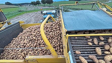 Die Ertr&auml;ge bei Kartoffeln waren im letzten Jahr besonders gut. Im gesamten Bundesgebiet kam es zu keinen Ertragsminderungen, au&szlig;erdem wurde der Speisekartoffelanbau in Bundesl&auml;ndern wie Niedersachsen enorm ausgeweitet.