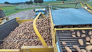 Die Ertr&auml;ge bei Kartoffeln waren im letzten Jahr besonders gut. Im gesamten Bundesgebiet kam es zu keinen Ertragsminderungen, au&szlig;erdem wurde der Speisekartoffelanbau in Bundesl&auml;ndern wie Niedersachsen enorm ausgeweitet.