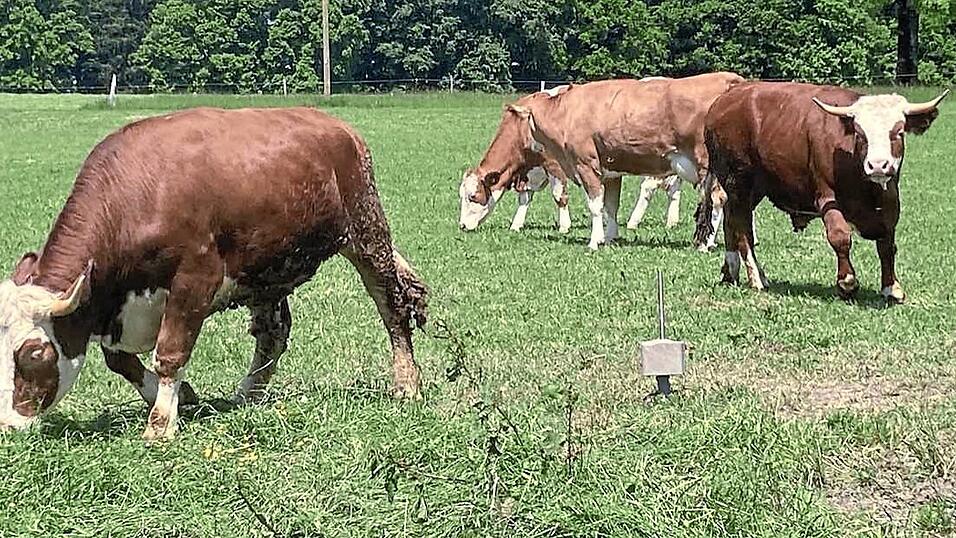 Die Ochsen von Helmut Stocker und Neffe Sebastian verbringen ihre Sommer oft auf der Weide.