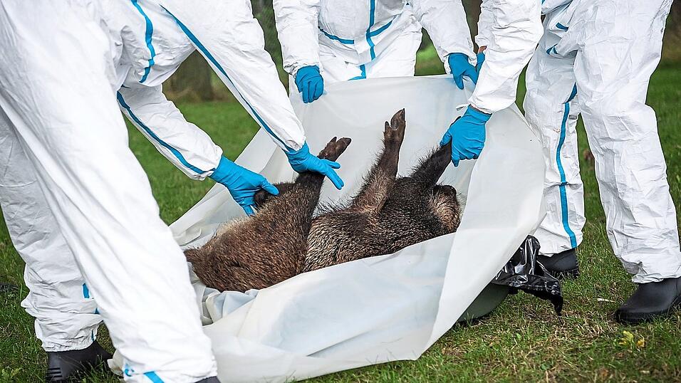 Teilnehmer an einer Praxis&uuml;bung zur Bek&auml;mpfung der Afrikanischen Schweinepest (ASP) bergen ein totes Wildschwein.