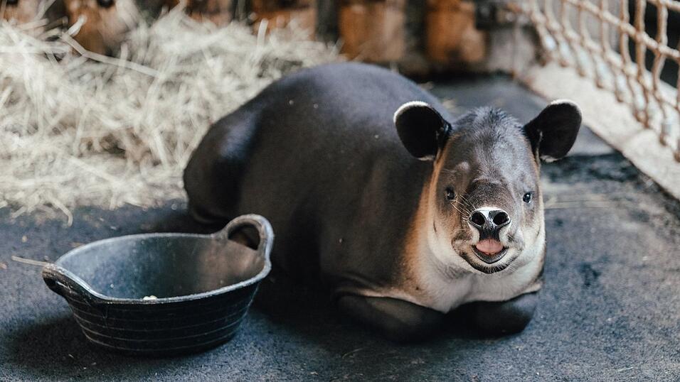 Tapir Mattheo erkundet jetzt das umgestaltete Nashornhaus des Tierparks. Tapir Mattheo erkundet jetzt das umgestaltete Nashornhaus des Tierparks.