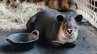 Tapir Mattheo erkundet jetzt das umgestaltete Nashornhaus des Tierparks. Tapir Mattheo erkundet jetzt das umgestaltete Nashornhaus des Tierparks.