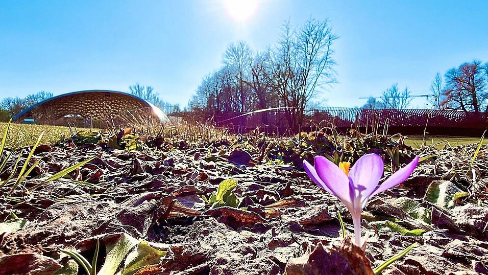 Erste Fr&uuml;hlingsboten sind auch auf dem Gartenschaugel&auml;nde zu entdecken. Dieser Krokus sprie&szlig;t vor der Park-Arena und dem Drachensteg.