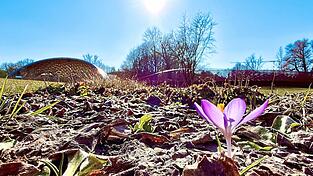 Erste Frühlingsboten sind auch auf dem Gartenschaugelände zu entdecken. Dieser Krokus sprießt vor der Park-Arena und dem Drachensteg. Erste Frühlingsboten sind auch auf dem Gartenschaugelände zu entdecken. Dieser Krokus sprießt vor der Park-Arena und dem Drachensteg.