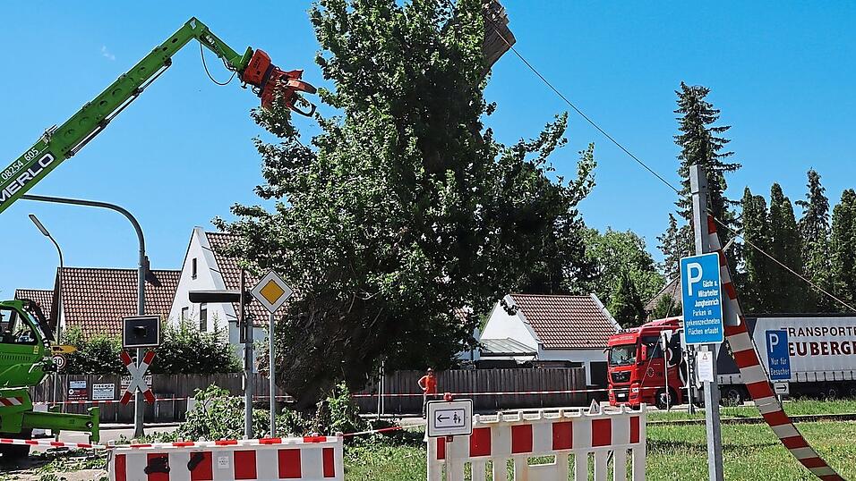Der große Stamm wurde keilförmig angesägt und dann mittels Zugseil und Greifbagger umgeschubst. Der große Stamm wurde keilförmig angesägt und dann mittels Zugseil und Greifbagger umgeschubst.