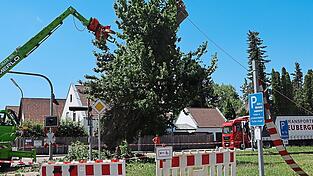Der große Stamm wurde keilförmig angesägt und dann mittels Zugseil und Greifbagger umgeschubst. Der große Stamm wurde keilförmig angesägt und dann mittels Zugseil und Greifbagger umgeschubst.