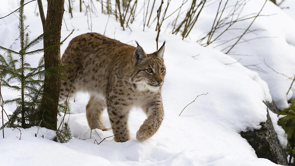 Wie das Tier umkam, muss nun eine Obduktion kl&auml;ren. (Symbolbild)
