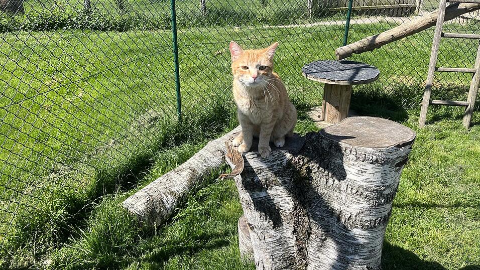 Nils ist der Shooting-Star unter den Katern. Nils ist der Shooting-Star unter den Katern.