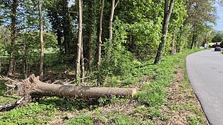 Der Rest der Esche, die im Januar quer über den Wundermühlweg krachte, liegt noch in dem kleinen Wäldchen.