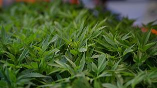 Die Polizei hat 400 Cannabis-Pflanzen beschlagnahmt. (Symbolbild)