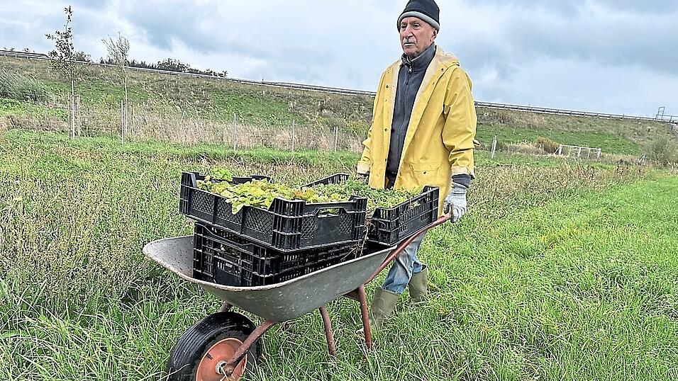 Mit Schubkarren werden die kleinen Pfl&auml;nzchen an die vorgesehenen Stellen gebracht.