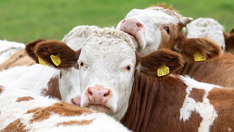 Welche Auswirkungen hat der Ausbruch der Maul- und Klauenseuche auf Bayerns Landwirtschaft? (Archivbild) Welche Auswirkungen hat der Ausbruch der Maul- und Klauenseuche auf Bayerns Landwirtschaft? (Archivbild)