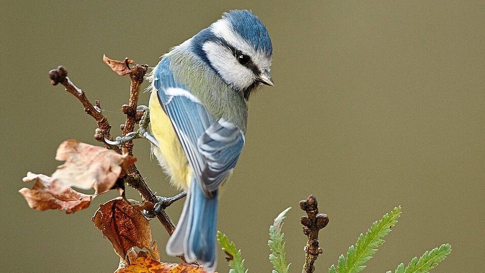 Vom Blaumeisensterben sind die Region Landshut und Bayern weniger stark betroffen als andere Bundesl&auml;nder. Dies zeigen auch die Ergebnisse der 'Stunde der Gartenv&ouml;gel'.