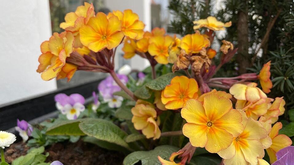 Am Ludwigsplatz in Straubing begrüßen die ersten Pflanzen den Frühling.