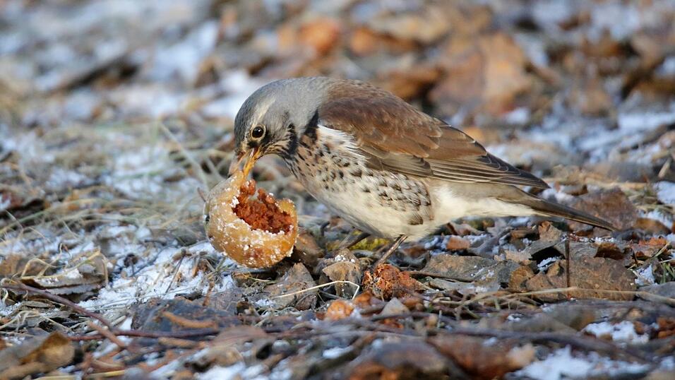 Die Wacholderdrossel ist zwischen 22 und 27 Zentimeter groß. Die Wacholderdrossel ist zwischen 22 und 27 Zentimeter groß.