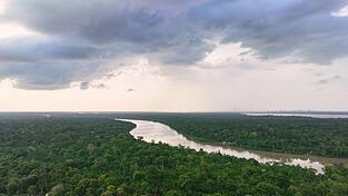 Eigentlich sollte die Entwaldungsverordnung Wälder wie den Regenwald schützen. Nun soll sie abgeschwächt werden. (Symbolbild) Eigentlich sollte die Entwaldungsverordnung Wälder wie den Regenwald schützen. Nun soll sie abgeschwächt werden. (Symbolbild)